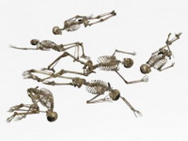 Human skeleton 3d model preview