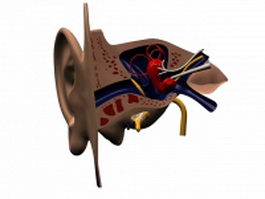 Cross section of human ear 3d model preview