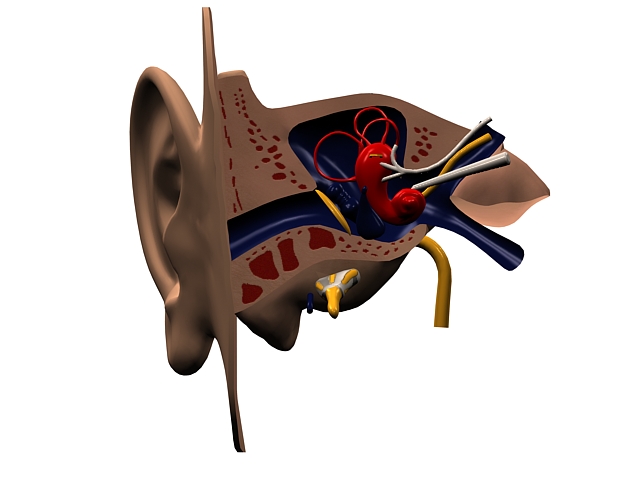 Cross section of human ear 3d rendering
