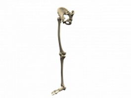 The skeleton of the lower extremity 3d model preview