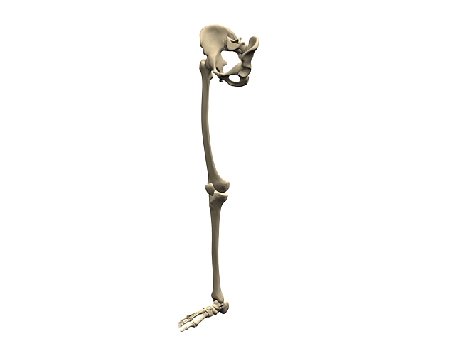 The skeleton of the lower extremity 3d rendering