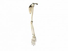 Bones of upper limb 3d model preview
