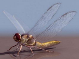 Adult dragonfly 3d model preview