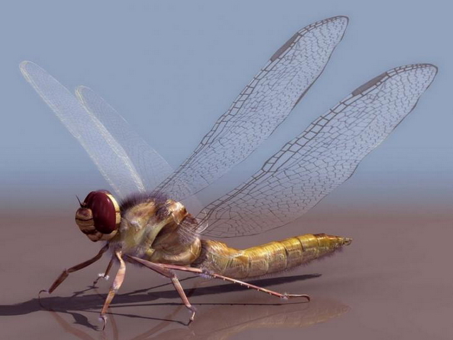 Adult dragonfly 3d rendering