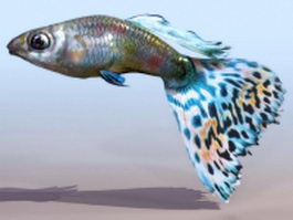 Aquarium fish 3d model preview