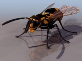 European wasp 3d model preview