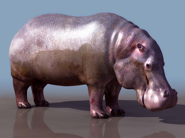 Hippopotamus 3d rendering