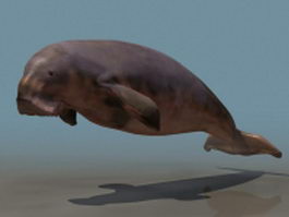 Marine mammal Dugong 3d model preview