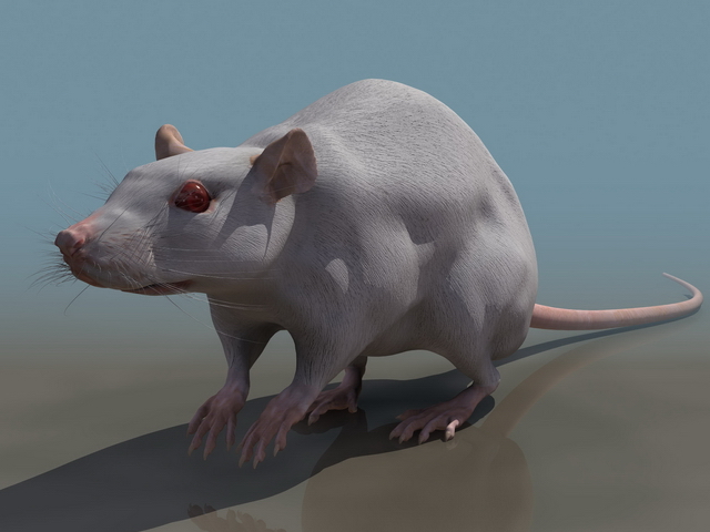 Laboratory rat 3d rendering