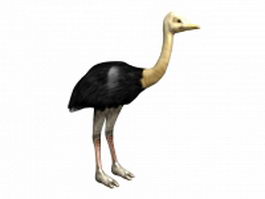 Somali ostrich 3d preview