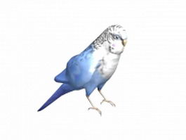 Blue parakeet 3d model preview
