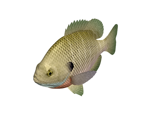 Bluegill fish 3d rendering