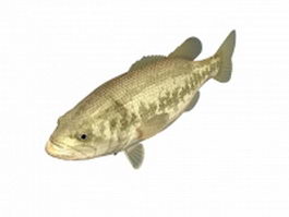Tautog blackfish 3d model preview