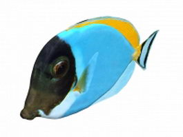 Blue tang fish 3d model preview