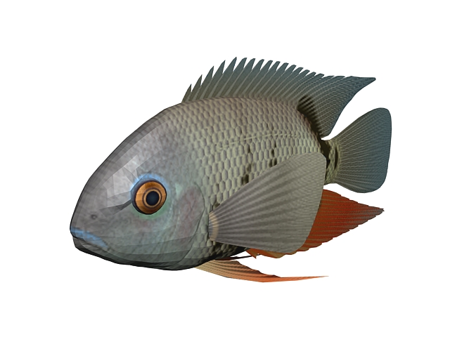 Turquoise severum fish 3d rendering