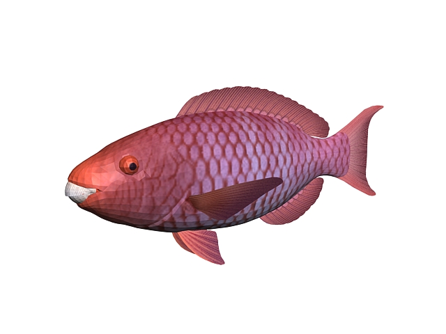 Red snapper fish 3d rendering