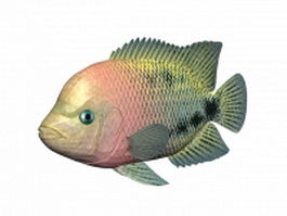 redhead cichlid 3d model preview