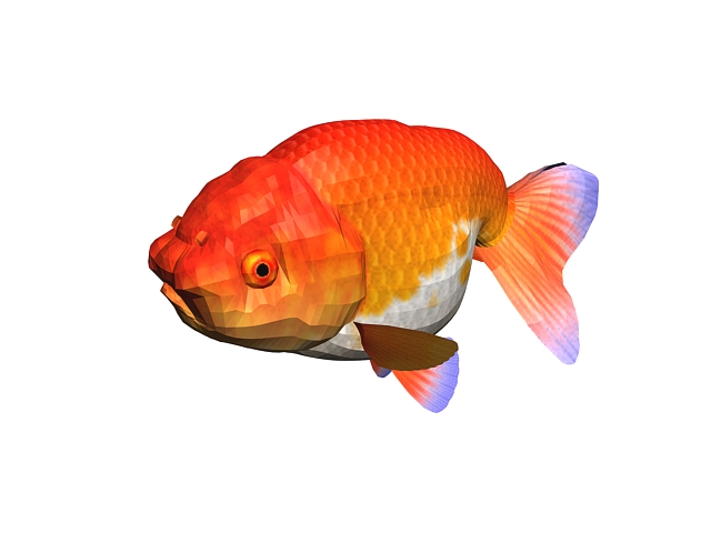 Ranchu goldfish 3d rendering