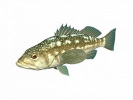 Kelp bass fish 3d model preview