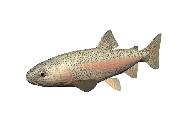 Rainbow trout 3d rendering