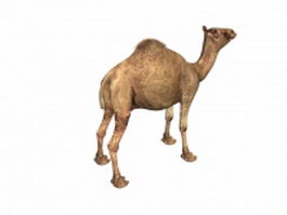 Indian camel 3d model preview