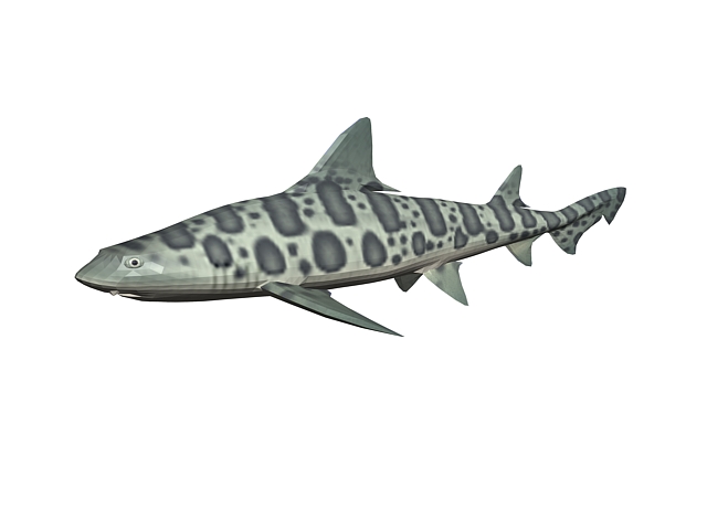 Leopard shark 3d rendering