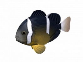 Night sergeant fish 3d model preview