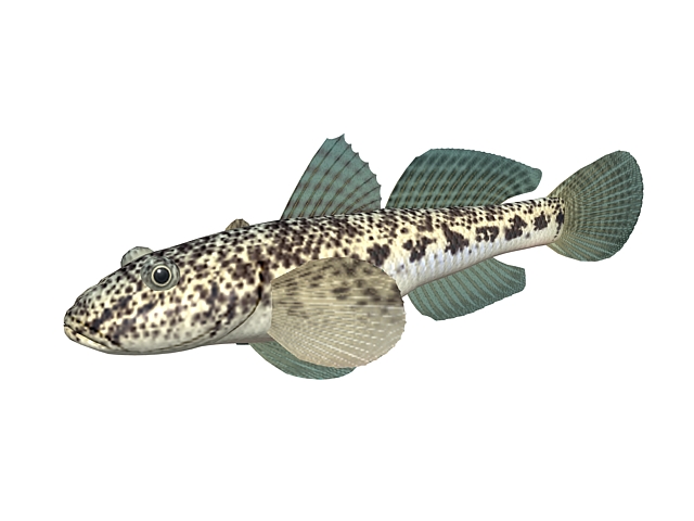 Round goby 3d rendering