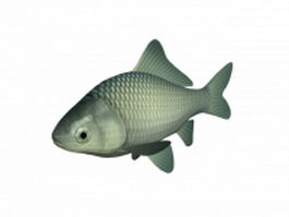 White crucian carp 3d model preview