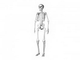 Human skeleton 3d model preview