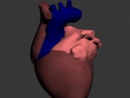 Human heart 3d model preview