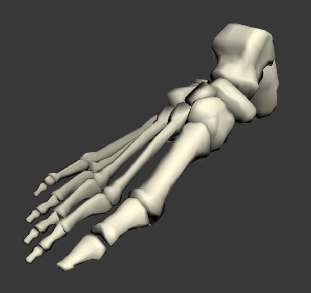 Foot bones anatomy 3d rendering