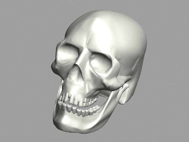 Human skull 3d rendering