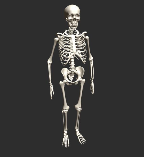 Human skeleton 3d rendering