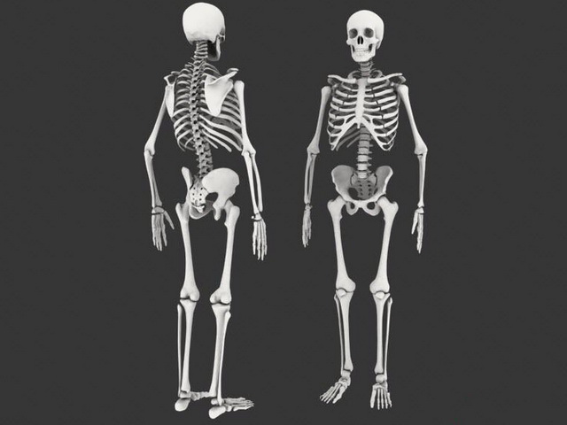 Male human skeleton 3d rendering