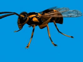 Asian giant hornet 3d model preview