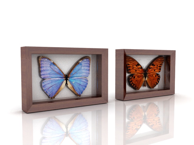 Butterfly specimens framed 3d rendering