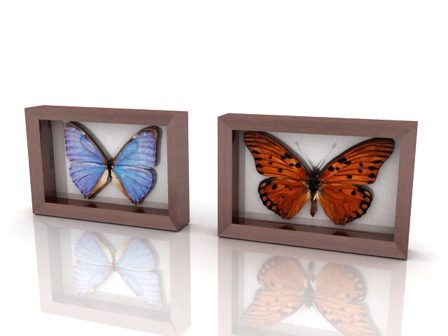 Butterfly specimens framed 3d rendering
