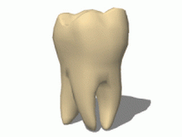 Human molar teeth 3d model preview