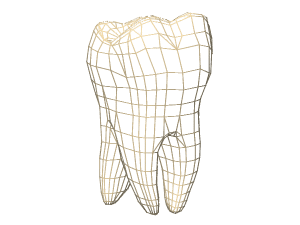 Human molar teeth 3d rendering