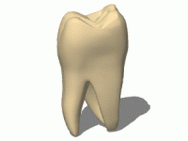 Human tooth 3d model preview