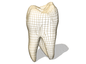 Human tooth 3d rendering