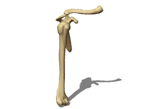 Shoulder bones 3d rendering
