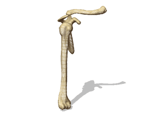 Shoulder bones 3d rendering
