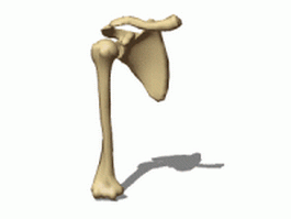 Shoulder bone anatomy 3d model preview
