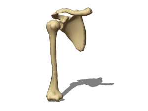 Shoulder bone anatomy 3d rendering