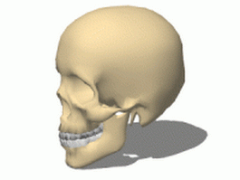 Human skull 3d model preview