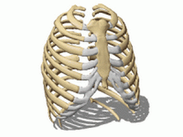 Human rib cage 3d model preview