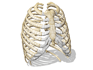 Human rib cage 3d rendering