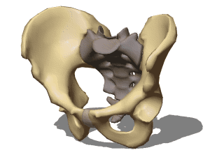 Male pelvis 3d rendering